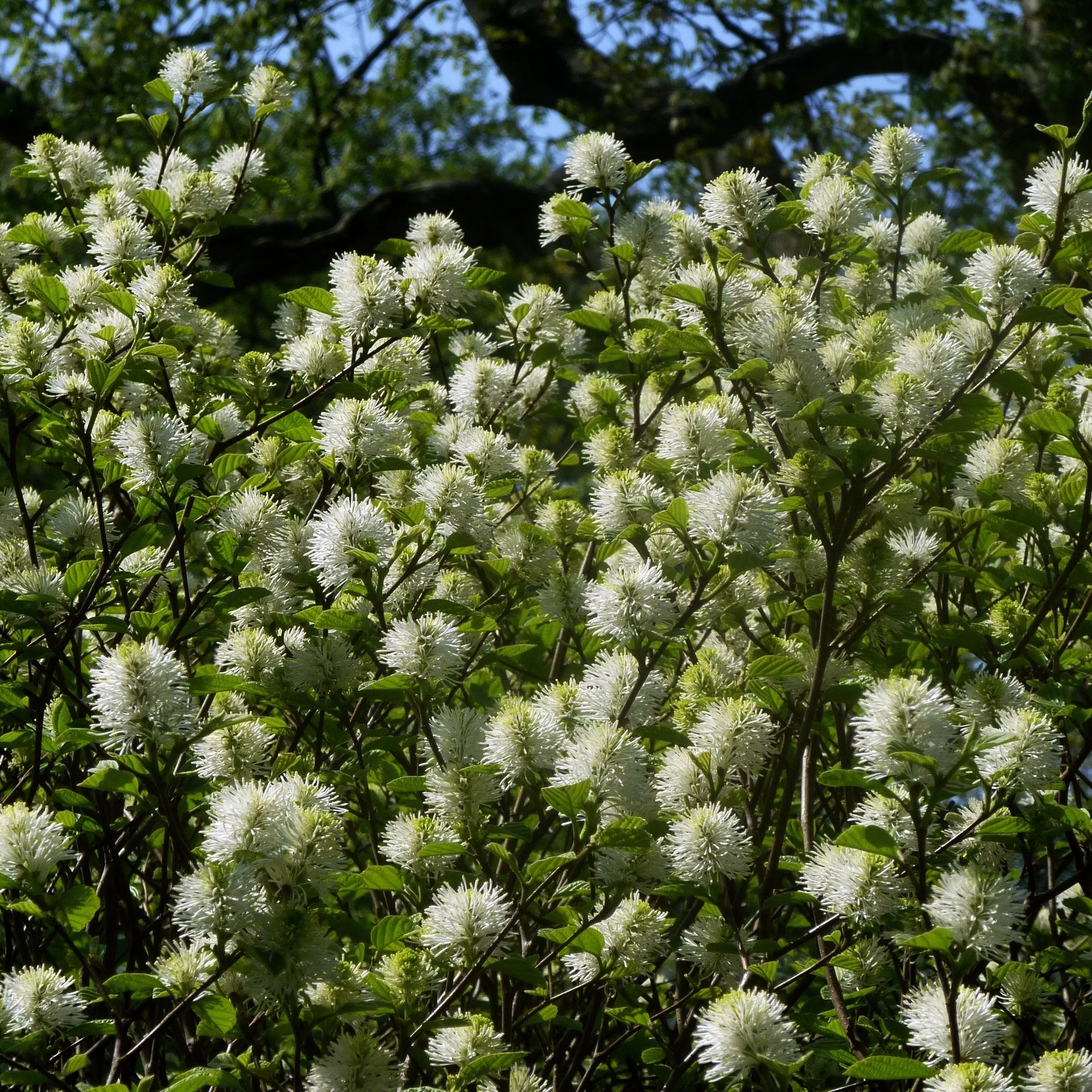 Mount Airy Fothergilla Shrub