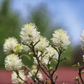 Mount Airy Fothergilla Shrub