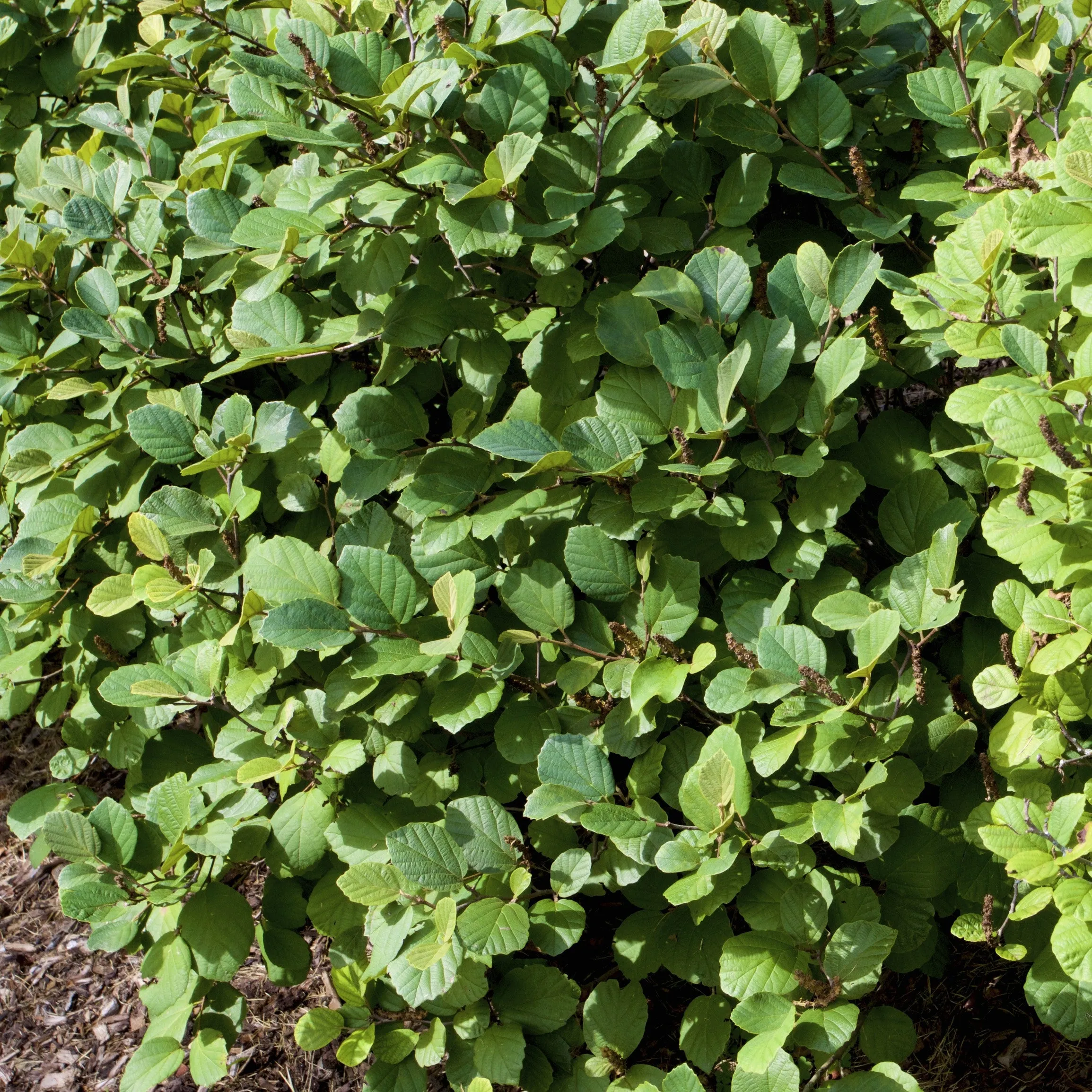 Mount Airy Fothergilla Shrub